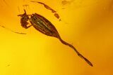 Two Fossil Flies and a Moss (Campylopus) Seed Capsule in Baltic Amber #135051-1